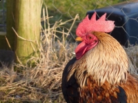 September 2010 Strange creatures